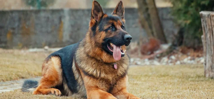 16 ottobre, giornata del cane